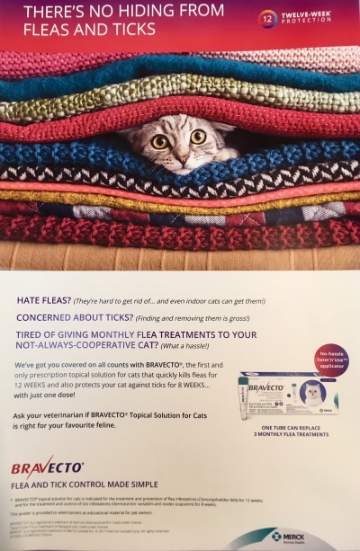 Bravecto: NEW flea and tick product for cats!