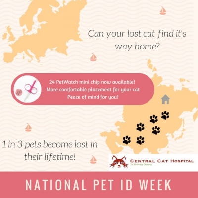 Pet ID week is here – Keep your cat safe!