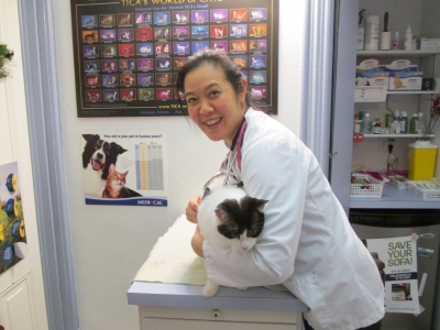 Giving subcutaneous fluids to a outlet cat